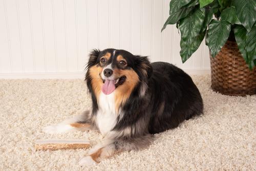 Elk Antlers Medium Split Dog Chew Treat