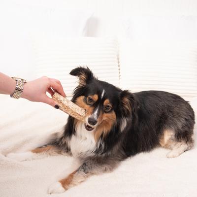 Elk Antlers Medium Split Dog Chew Treat