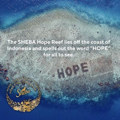 Perfect Portions Chicken, Turkey, Tuna & Salmon Variety Pack Grain-Free Pate Wet Cat Food, 1.32-oz tray, case of 48 twin-packs