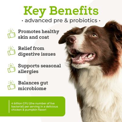 Advanced Powdered Pre & Probiotics Powder Digsestive Supplement for Dogs, 6.3-oz jar