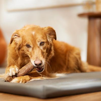 DogLicious 8" Beef Flavor Rolls Rawhide Dog Treats, 2 count