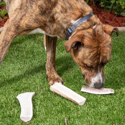 Golosina masticable grande para perros con astas de alce
