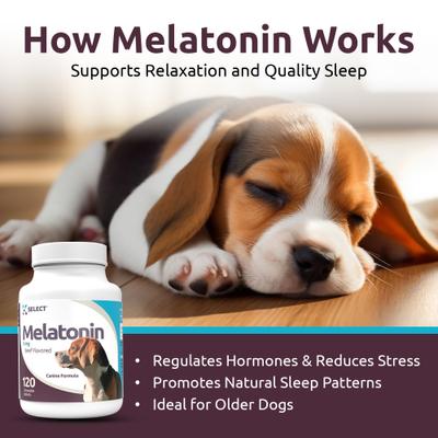 Melatonin Beef Flavor Calming Dog Supplement, 3-mg, 120 count