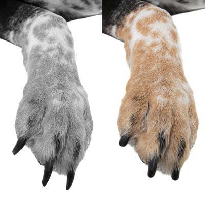 Super Low Noise Dog & Cat Nail Grinder, Blue