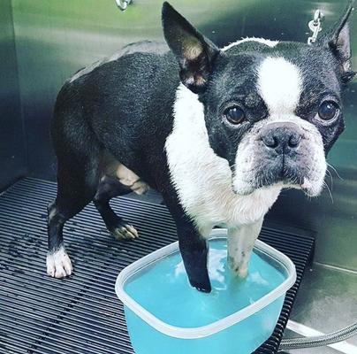 Deep Cleaning Dog Paw Fizz Tablets, 12 count