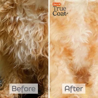 True Coat Curly or Wavy Detangles & Conditions with Oat Milk, Coconut Oil & Shea Butter Dog Shampoo, 16-fl oz bottle