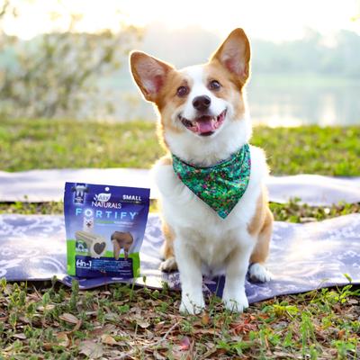 Fortify Brushless Toothpaste Small Dental Dog Treats, 12-oz bag