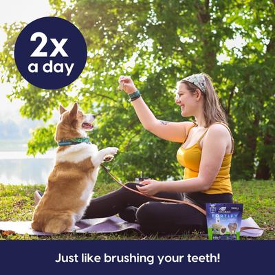 Fortify Brushless Toothpaste Small Dental Dog Treats, 12-oz bag