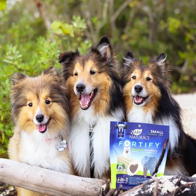 Fortify Brushless Toothpaste Small Dental Dog Treats, 12-oz bag