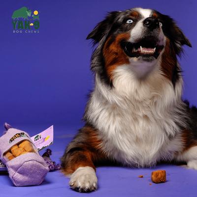 CrunCheese - Galletas crujientes para perros con sabor a arándanos naturales, bolsa de 0,37 lb