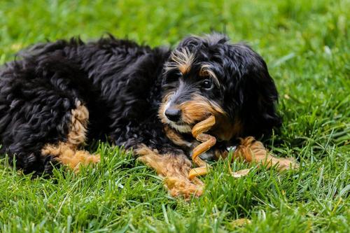 Bully Stick Spirals Dog Treats, 25 count