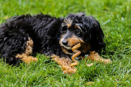 Bully Stick Spirals Dog Treats, 25 count