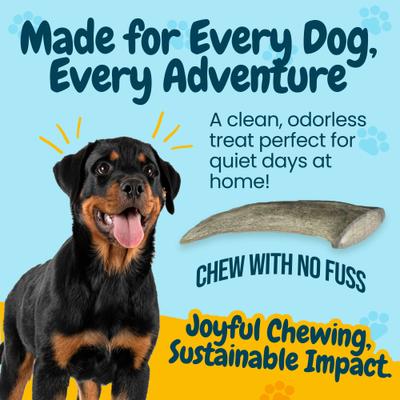 5 to 8-in Whole Deer Antler Dog Treats, Small, 2 count