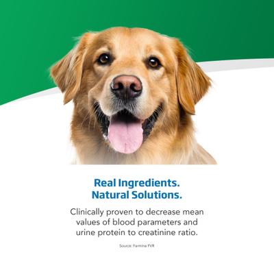 Renal Canine Dry Dog Food, 4.4-lb bag