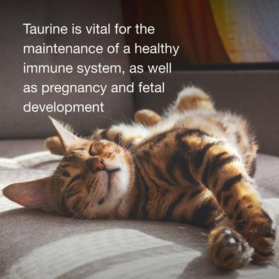 Taurine Daily Chewable Tablet Supplement for Cats, 100 count