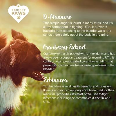 Cranberry Plus D-Mannose Urinary Tract Support Chewable Dog Supplement, 75 count