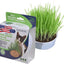 Oat Garden Kit