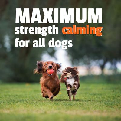 BusyButter Extra Strength Peanut Butter Flavored Paste Calming Supplement for Dogs, 6-oz pouch