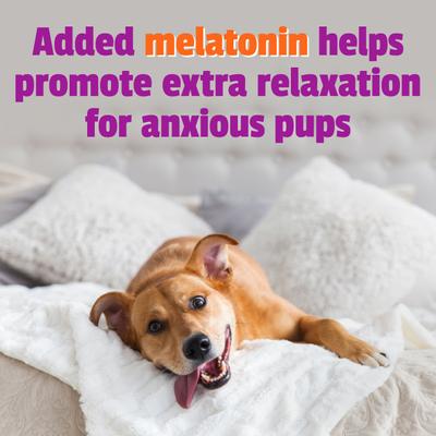 BusyButter Extra Strength Peanut Butter Flavored Paste Calming Supplement for Dogs, 6-oz pouch