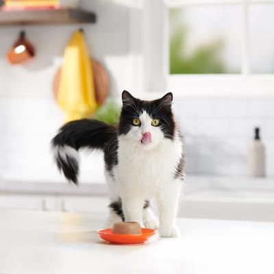 Pate in Gravy with Real Chicken & Beef Wet Cat Food, 2.75-oz cup, case of 12