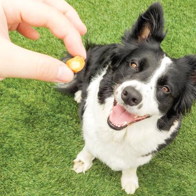 Churu Fun Bites Chicken with Sweet Potato Grain-Free Soft & Chewy Dog Treats, 0.42-oz, pack of 8