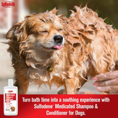 Medicated Dog Shampoo & Conditioner, 12-fl oz