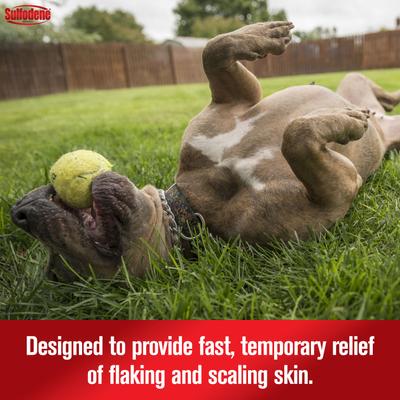 Medicated Dog Shampoo & Conditioner, 12-fl oz