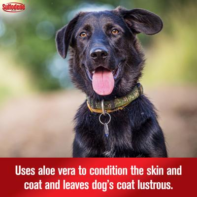 Medicated Dog Shampoo & Conditioner, 12-fl oz