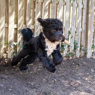 Premium Pressed Beef Hide Beef Flavor Dog Bone, 6.5-in, 12 count