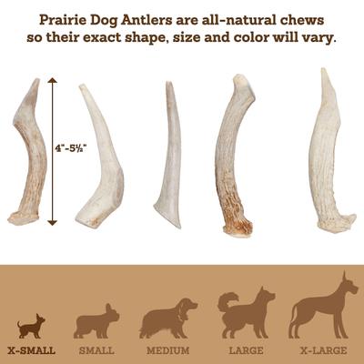 Whole Deer Antler Dog Chews, 4 - 5.5 in