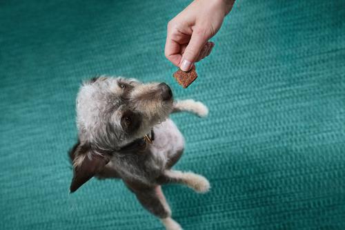 Slow Cooked Beef Squares Jerky Dog Treats, 14-oz bag