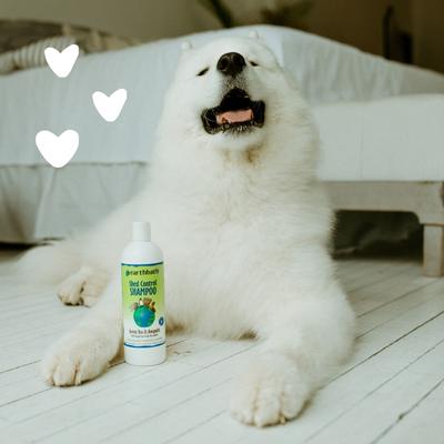 Shed Control Green Tea & Awapuhi Dog & Cat Shampoo, 16-fl oz bottle