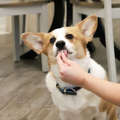 Gentle Digest Dog & Cat Capsules, 60 capsules