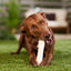 DogLicious 8" Retriever Roll Rawhide Dog Treat