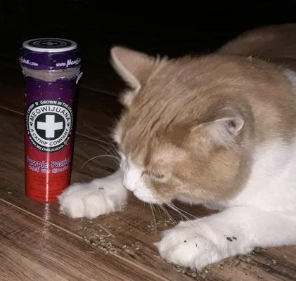 Bundle: Meowijuana Purrple Passion Catnip & Silvervine Blend Catnip, 0.917-oz bottle + Meowijuana Refillable Get Smoked Catnip Fish Cat Toy