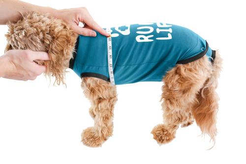 Recovery Suit Post-Surgery Dog Onesie, Blue, Small