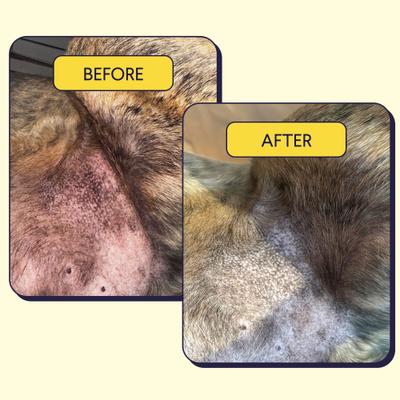 Allergy & Itch Beef Liver Flavored Soft Chew Allergy Supplement for Dogs, 90 count