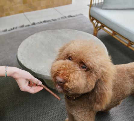 Slow Cooked Salmon Sticks Jerky Dog Treats, 14-oz bag