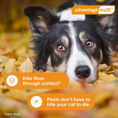 Topical Solution for Dogs, 20.1-55 lbs, (Red Box), 6 Doses (6-mos. supply)