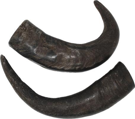All Natural Premium Water Buffalo Horn Dog Treat, Medium, 1 count
