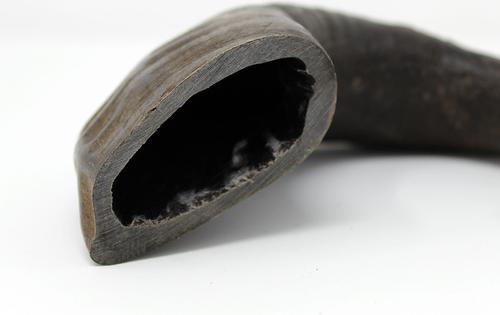 All Natural Premium Water Buffalo Horn Dog Treat, Medium, 1 count