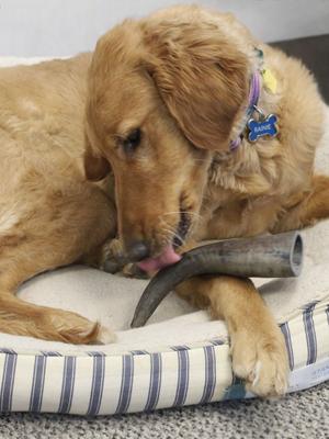 All Natural Premium Water Buffalo Horn Dog Treat, Medium, 1 count