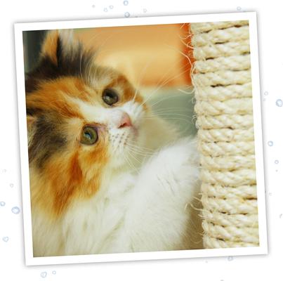 Catnip & Silvervine Spray, 3-oz bottle