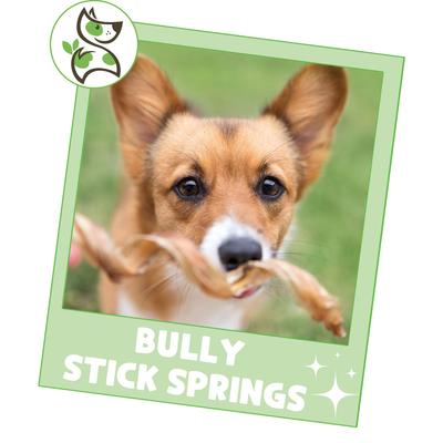 Palitos masticables para perros Spring Bully Sticks de 7 a 8 pulgadas, paquete de 6