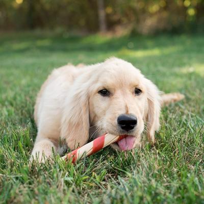 6-inch Chicken Wrapped Twist Chew Dog Treats, 21 count