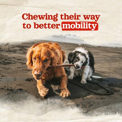 Beef Collagen Sticks Dog Treats, 6-in, 15 count