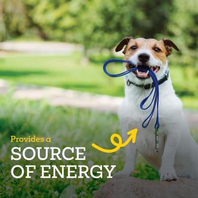 Collawags Large Bones Chicken Flavor Dog Treats, 10-oz bag