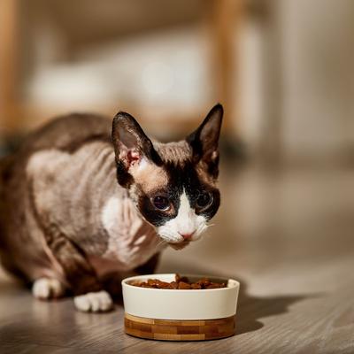 Meaty Favorites Variety Pack Canned Cat Food, 5.5-oz, case of 36