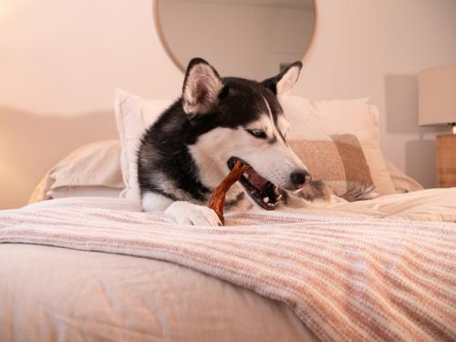 Turbo Tendon Dog Chews, 15 count