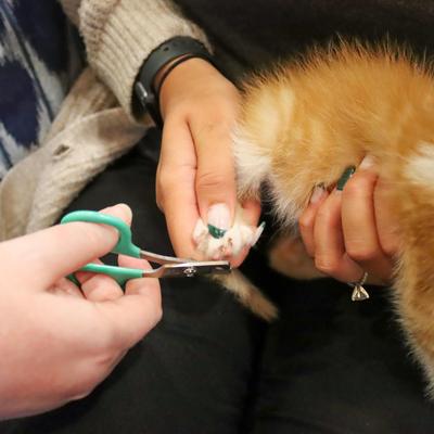 Kitten Nail Trimmer